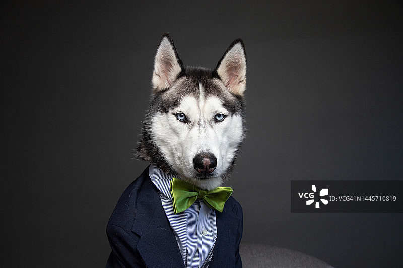 哈士奇穿着西装打着领结特写图片素材