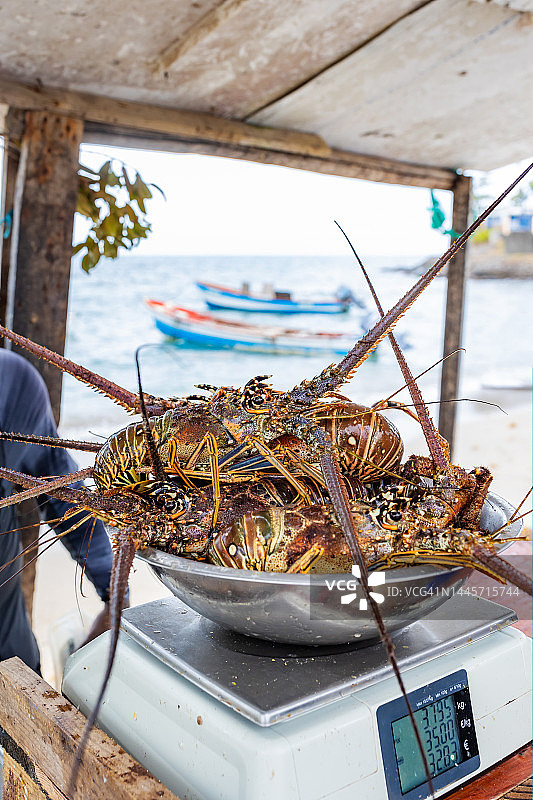 在马提尼克岛，新鲜捕获的龙虾在海边的摊位上称重出售图片素材