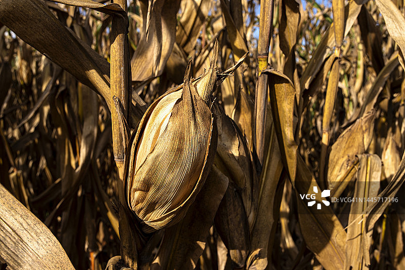 自然灾害和气候变化导致玉米田枯萎图片素材