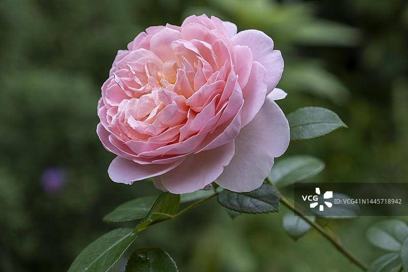 德国北莱茵-威斯特法伦的蔷薇灌木图片素材