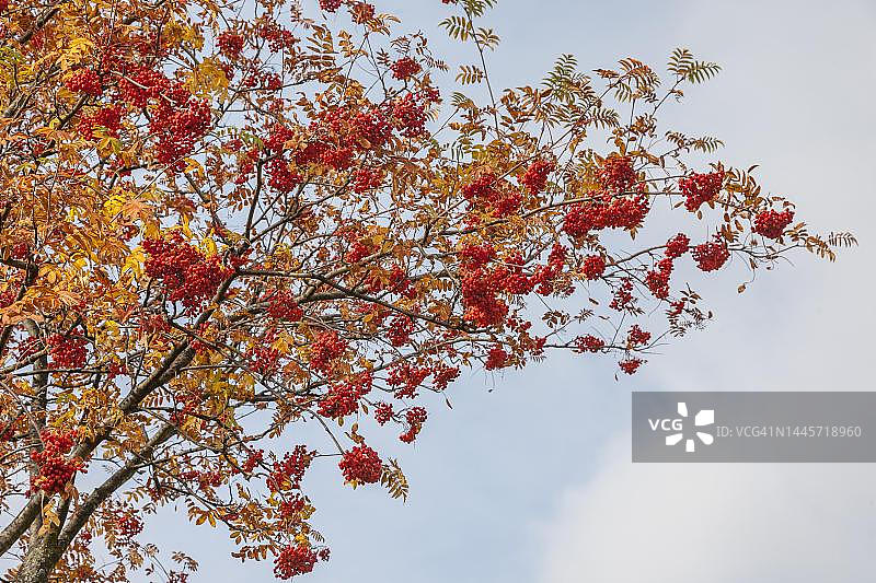 德国莱茵兰-普法尔茨的欧洲花楸树及其果实图片素材