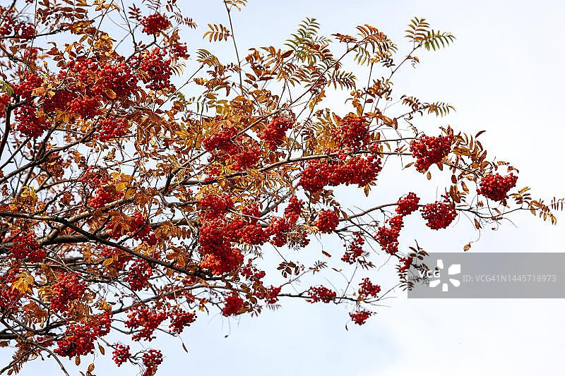 德国莱茵兰-普法尔茨的欧洲花楸树及其果实图片素材