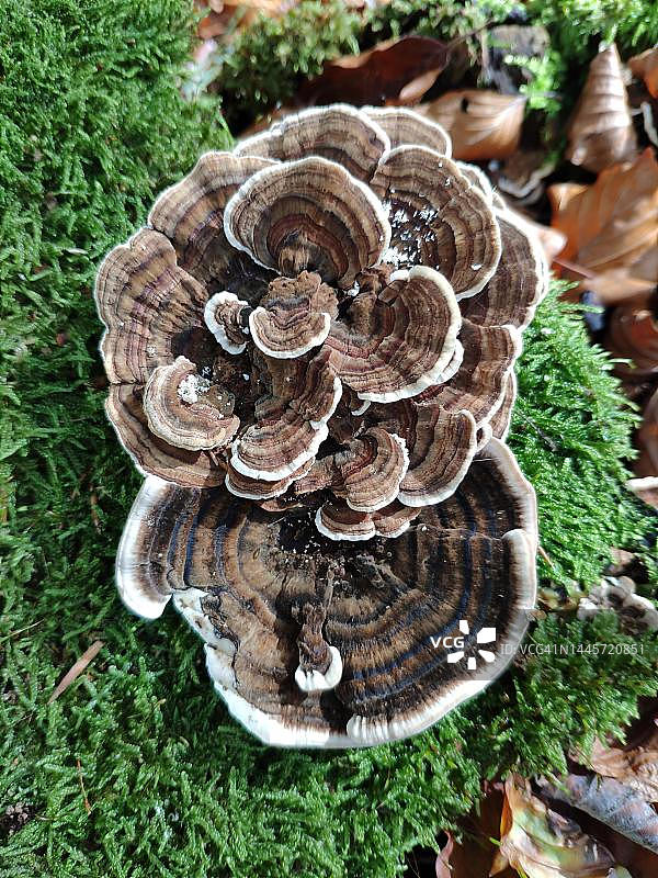 蝴蝶云芝，德国萨克森图片素材