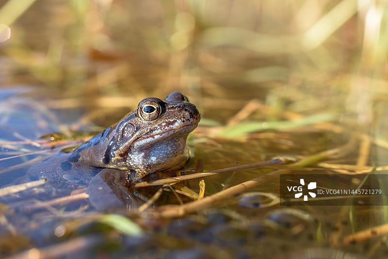 早春时节在栖息地的普通青蛙（Rana temporaria），法国阿尔萨斯孚日图片素材
