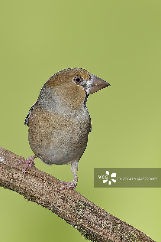 燕雀(Coccothraustes coccothraustes),雌性,栖息在树枝上,北莱茵-威斯特法伦州,德国图片素材