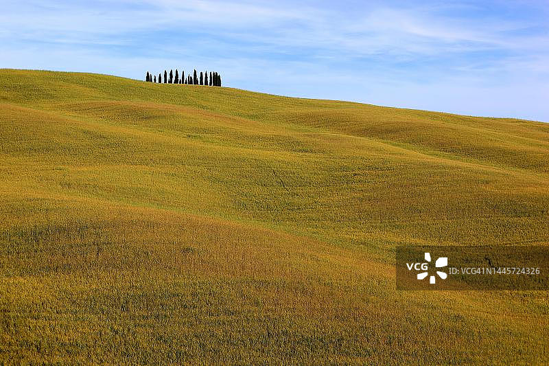 波浪起伏的景观和一群树木，托斯卡纳，在克雷特塞内西，托斯卡纳，意大利图片素材