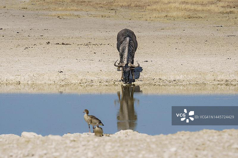纳米比亚埃托沙角马水边饮水图片素材