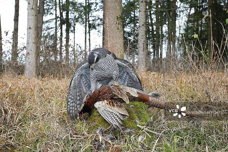 雀鹰捕食野鸡（德国巴伐利亚）图片素材