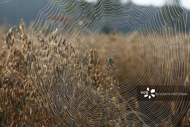 在德国巴伐利亚阿尔高玉米田中，结满露珠网上的黄蜂蜘蛛图片素材