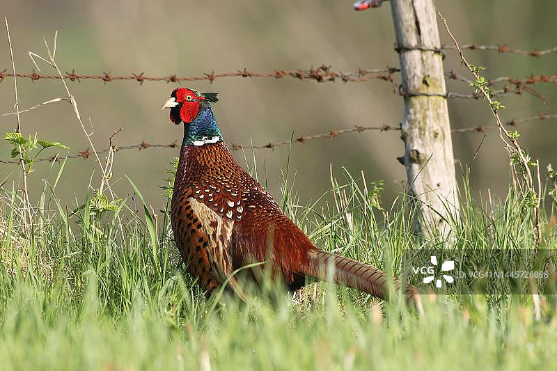 奥地利乡村草地上的雄性雉鸡图片素材