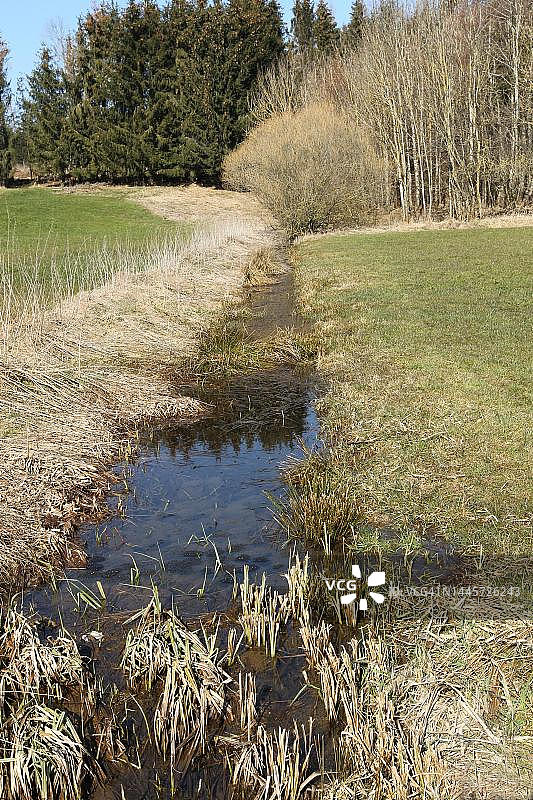德国巴伐利亚阿尔高地区沟渠中的普通青蛙（Rana temporaria）卵图片素材