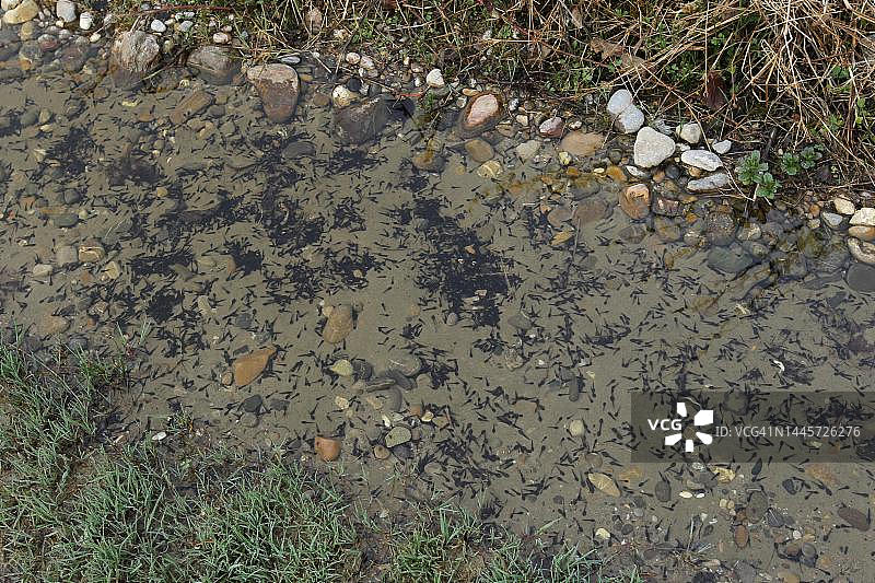 德国巴伐利亚阿尔高森林小路上的普通青蛙蝌蚪图片素材