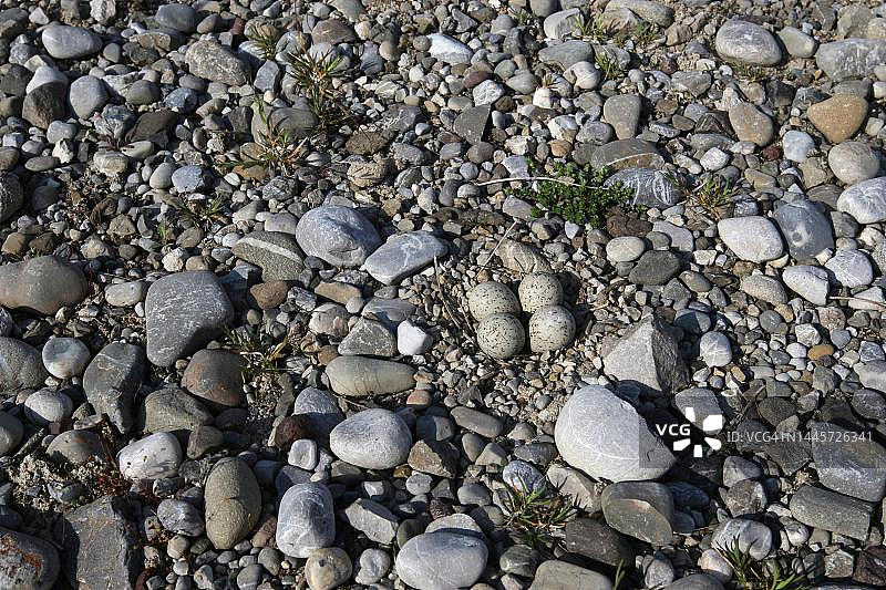 小环颈鸻在碎石中筑巢（德国巴伐利亚阿尔高）图片素材