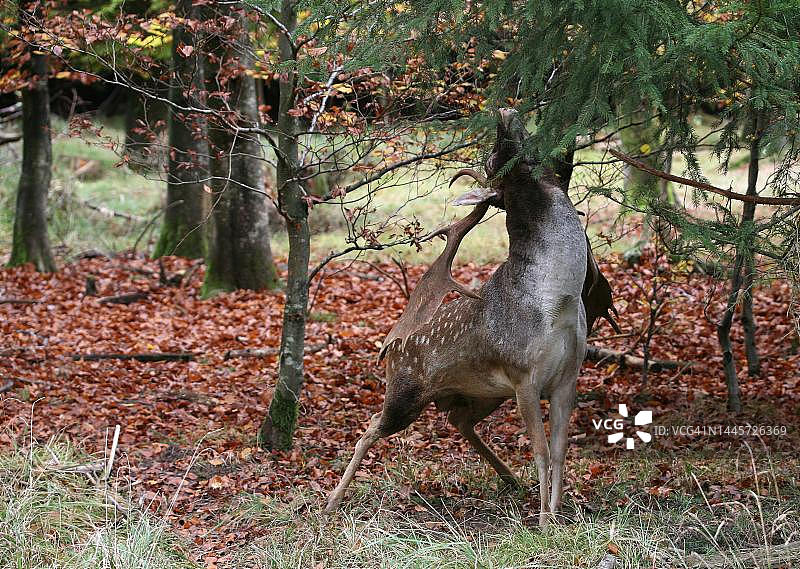 发情期在云杉树枝上留下标记的黇鹿，德国巴伐利亚州阿尔高图片素材