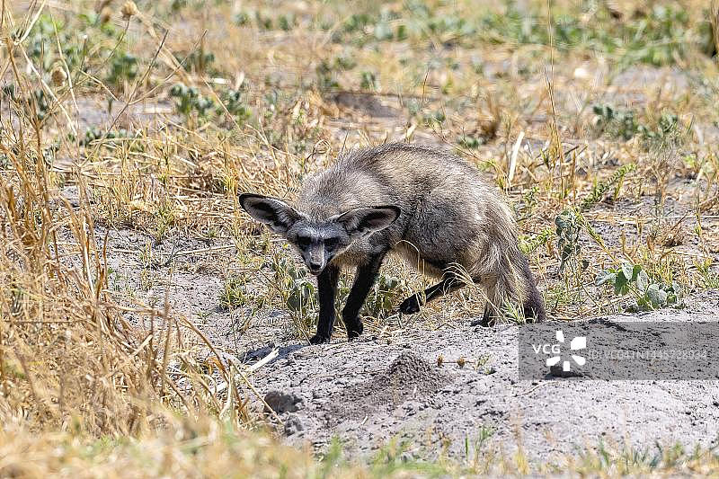 勺子狗：蝙蝠耳廓狐，博茨瓦纳乔贝国家公园图片素材