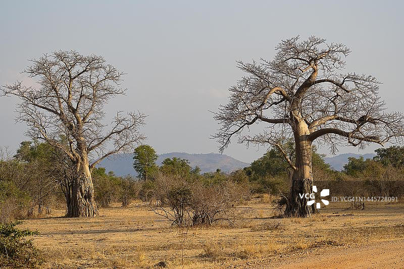 赞比亚南卢安瓜的猴面包树图片素材