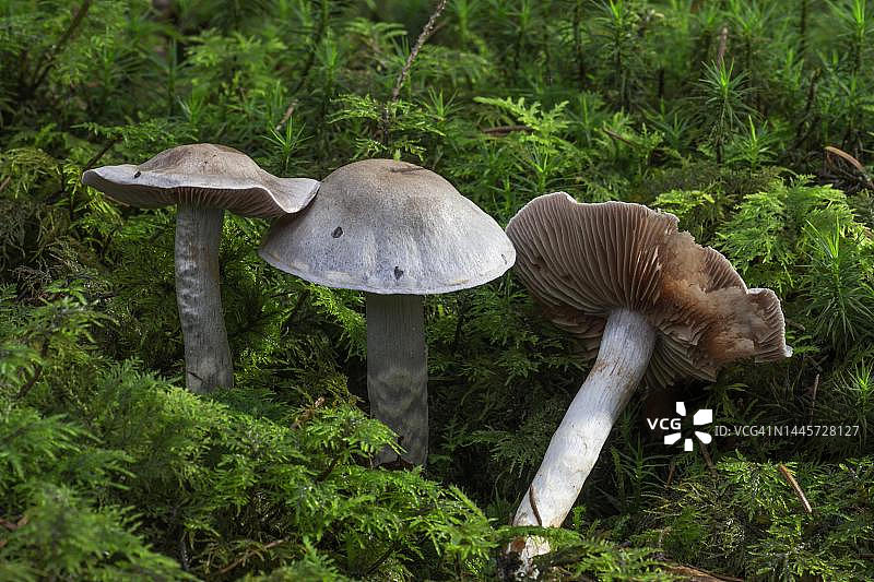 湿伞(Telamonia)，层状真菌，粘液联盟，巴登-符腾堡，德国图片素材