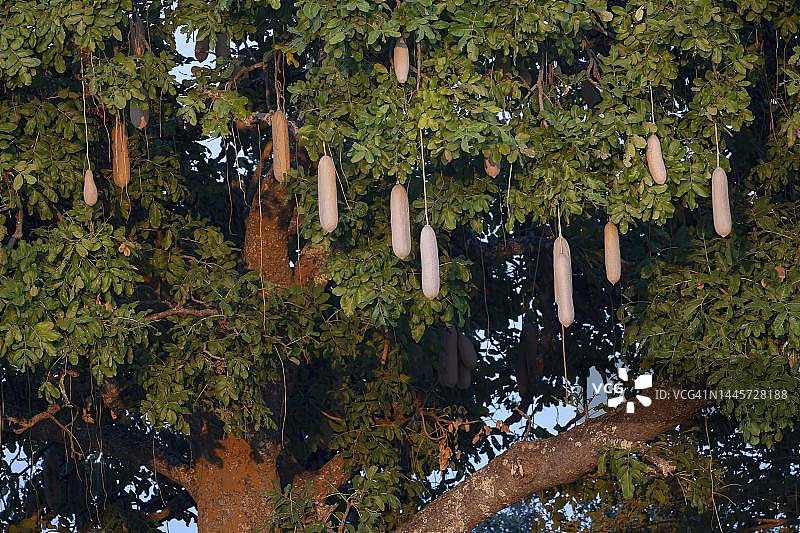 吊灯树的果实，赞比亚南卢安瓜图片素材