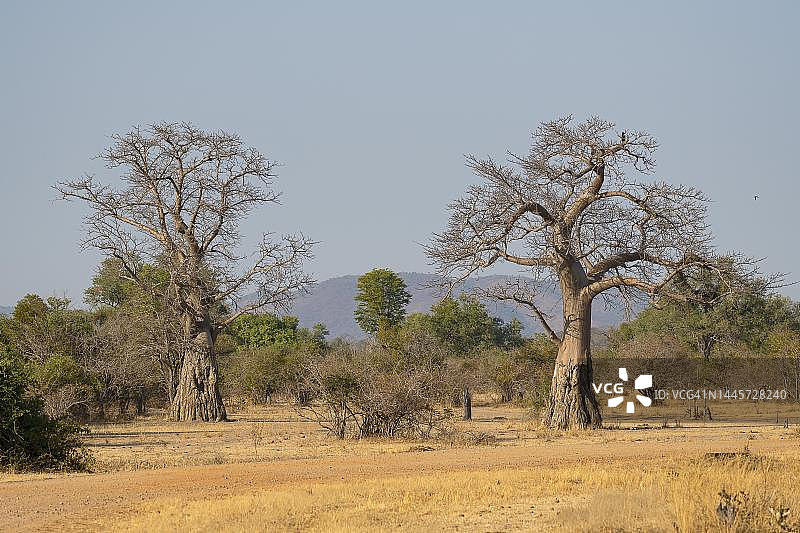 赞比亚南卢安瓜的猴面包树图片素材