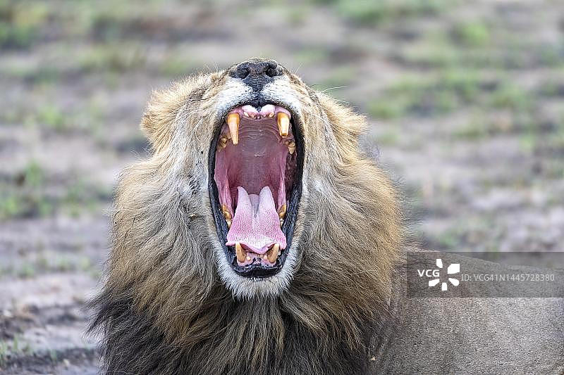 博茨瓦纳乔贝国家公园，萨武蒂的雄狮画像图片素材