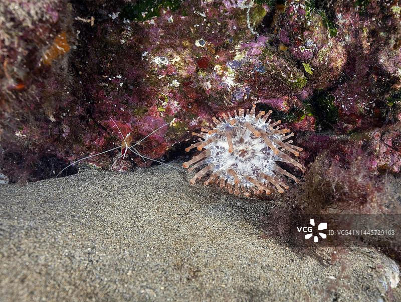 棒状头的海葵(环齿长尾海葵)与大西洋白色带的清洁虾(小虾),兰萨罗特岛。西班牙加那利群岛图片素材