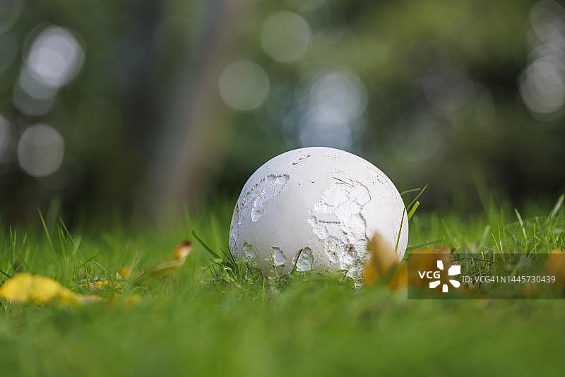 德国巨型马勃菌图片素材