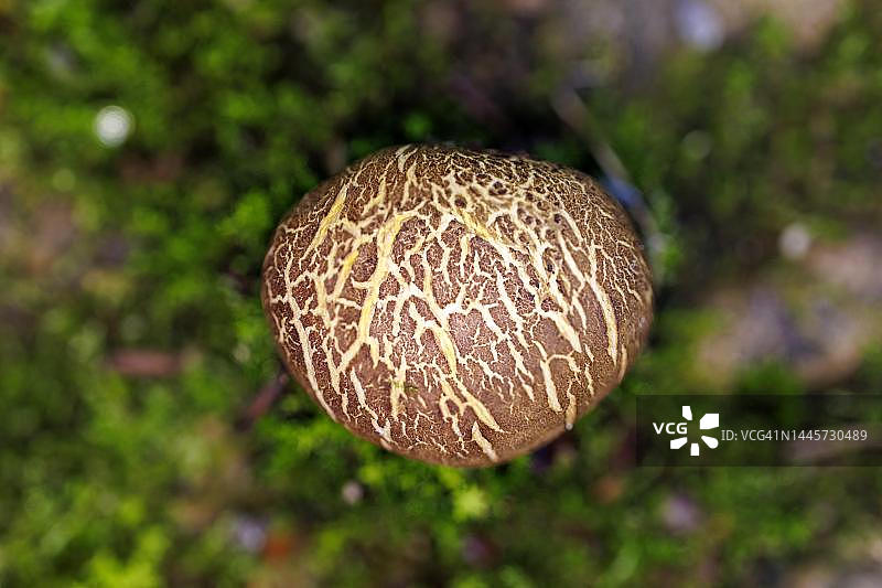 德国硬皮地星图片素材