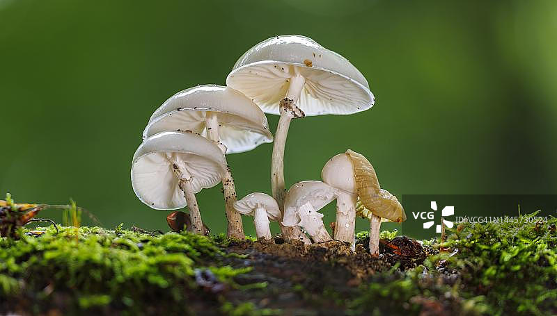 瓷真菌（胶柄小奥德蘑），德国图片素材