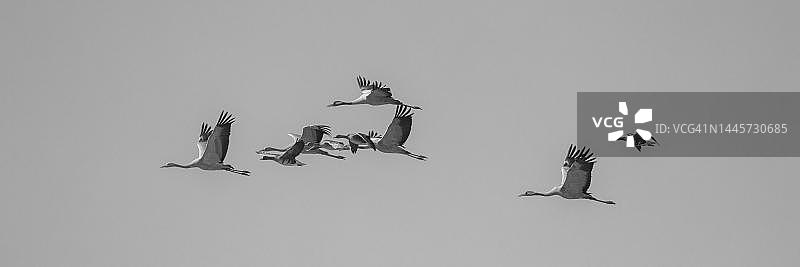 德国梅克伦堡-前波美拉尼亚的 common crane图片素材