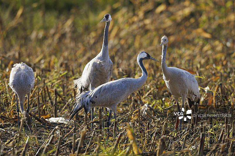德国梅克伦堡-前波美拉尼亚的 common crane图片素材