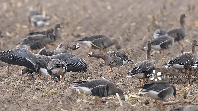 白额雁，德国图片素材