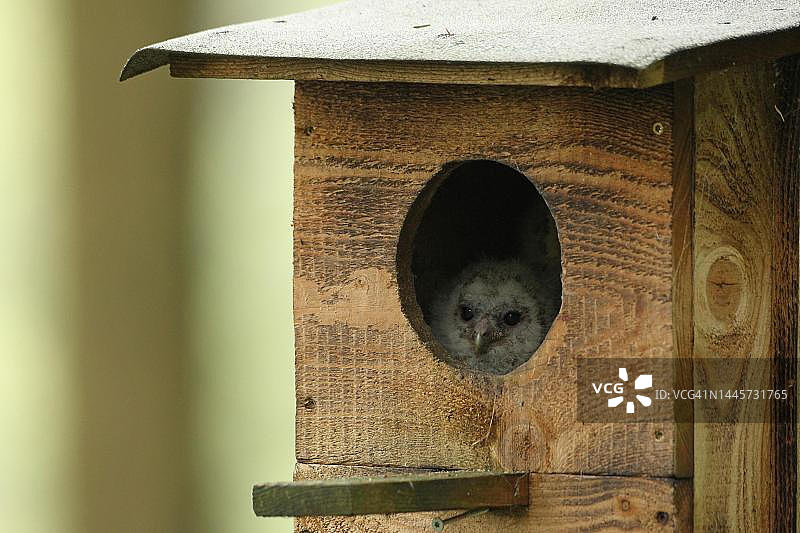 茶色猫头鹰幼鸟从巢箱探出头（德国巴伐利亚州）图片素材