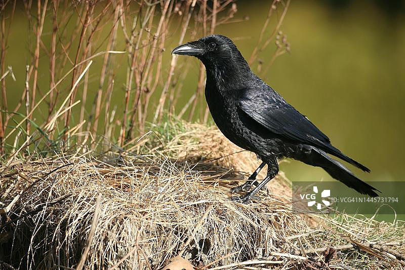 德国巴伐利亚阿尔高地区的乌鸦图片素材