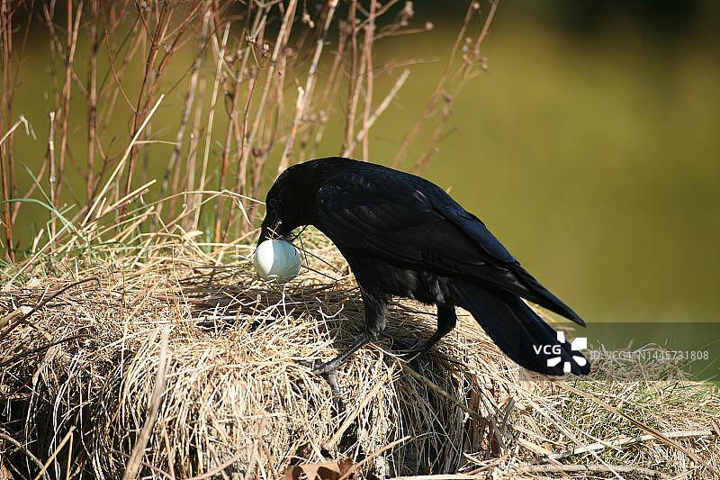 乌鸦从鸭巢中取蛋，德国巴伐利亚图片素材