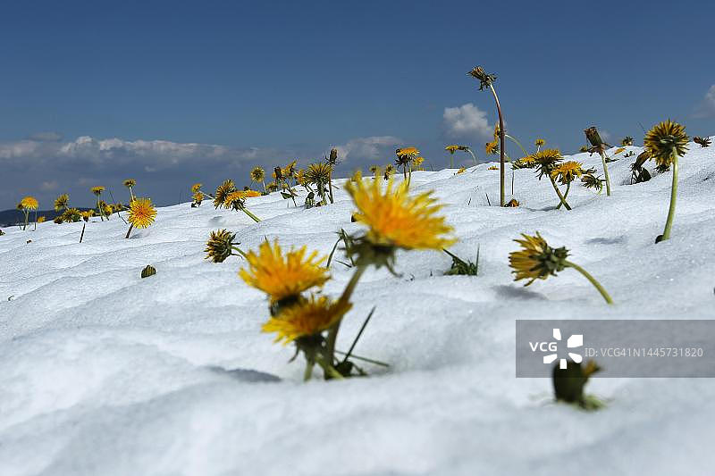 德国巴伐利亚雪地蒲公英图片素材