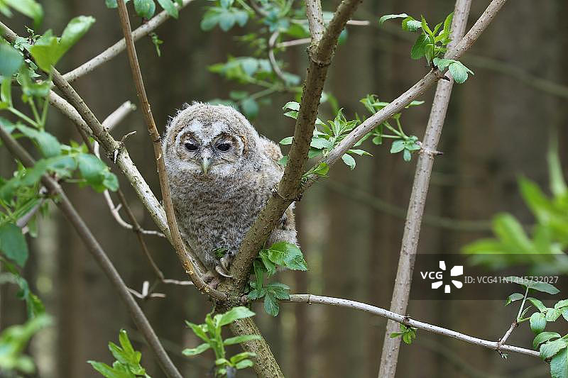 黄褐色猫头鹰(灰林鸮) 4周大还不会飞的幼鸟，德国巴伐利亚的奥尔加乌图片素材
