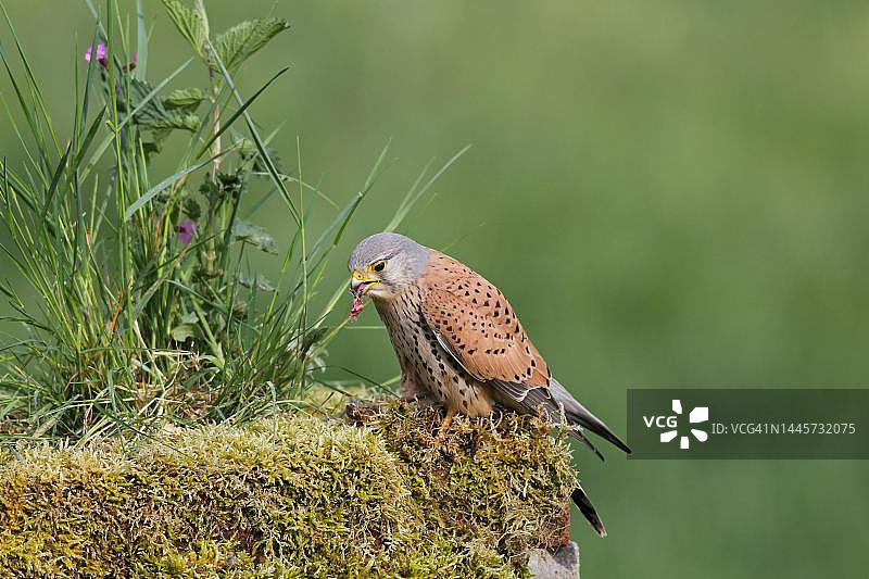 德国巴伐利亚阿尔高地区的普通红隼（雄性）正在吃捕获的老鼠图片素材