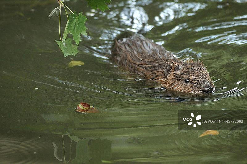 水中的欧洲海狸（Castor fiber），德国巴伐利亚州阿尔高图片素材