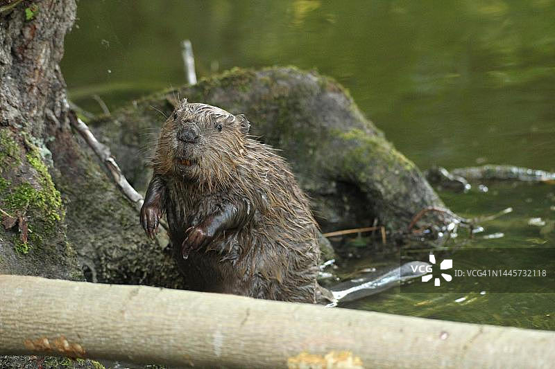 欧洲海狸在德国巴伐利亚州阿尔高湖岸边休息图片素材