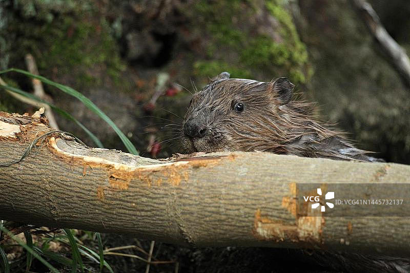 欧洲海狸啃食枫树，德国巴伐利亚阿尔高图片素材