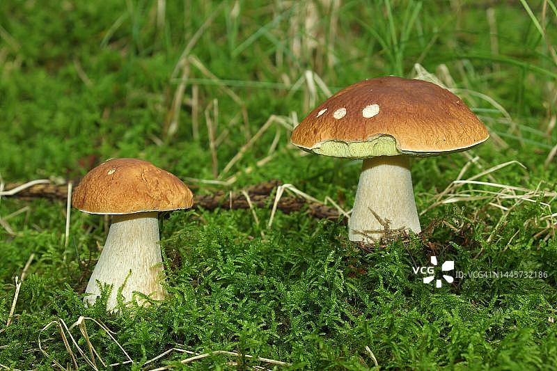 (紫牛肝菌)生长在德国巴伐利亚Allgaeu的苔藓中图片素材