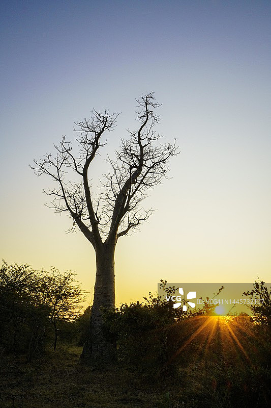 非洲稀树草原上的猴面包树，位于津巴布韦万基国家公园图片素材