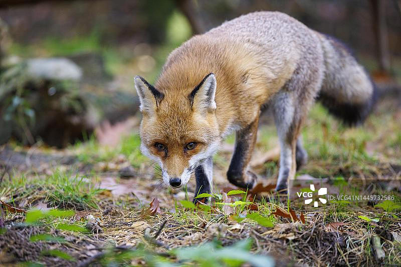 德国的红狐（Vulpes vulpes）图片素材