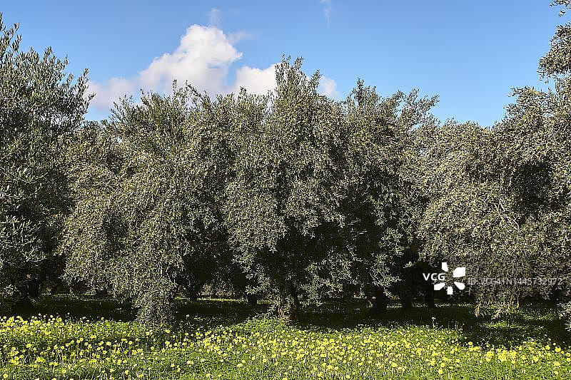 克里特岛的橄榄树、绿色草地、黄色花朵和蓝天白云图片素材