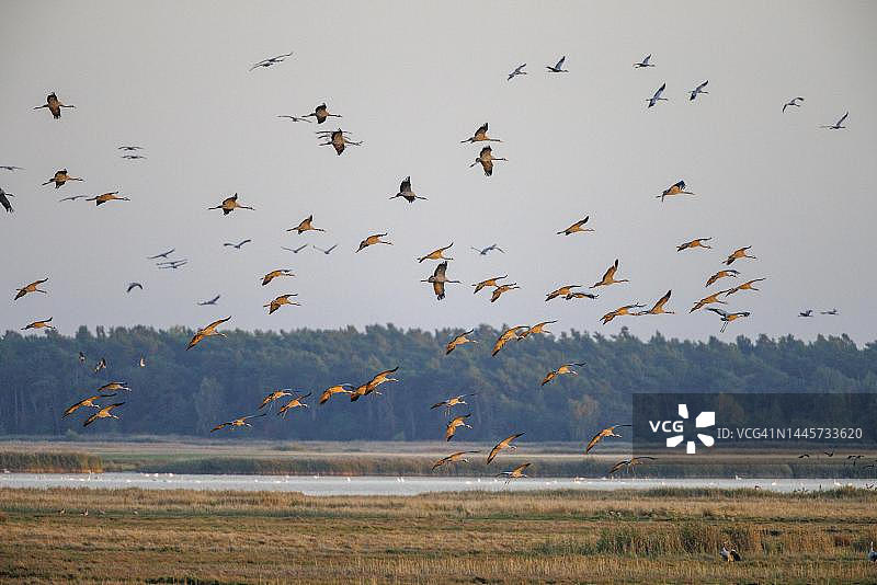 灰鹤，德国梅克伦堡-前波莫瑞州图片素材