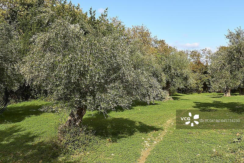 橄榄、橄榄树、绿色草地、有白色云朵的蓝天，西克里特岛，希腊图片素材