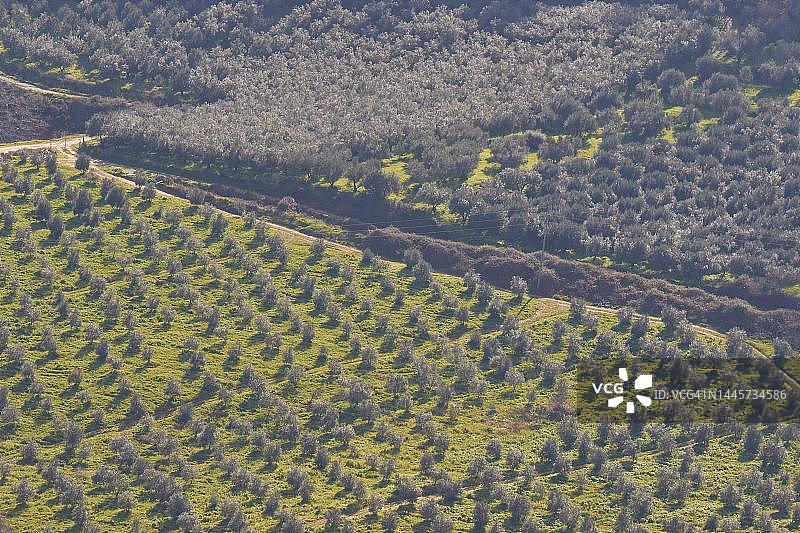 克里特岛的橄榄树林和绿色草地，希腊图片素材