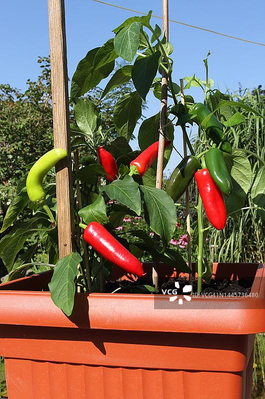 德国巴伐利亚州花园花盆中生长的辣椒图片素材