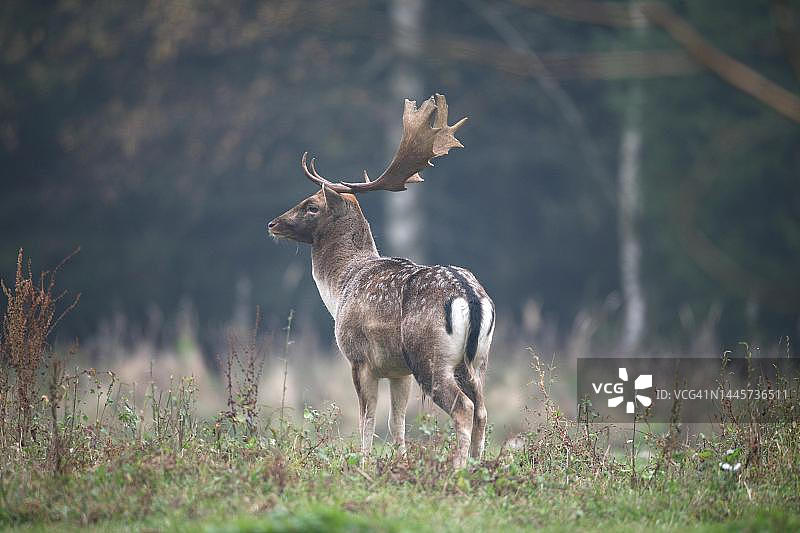 欧洲马鹿（Dama dama）在德国巴伐利亚阿尔高森林空地上图片素材