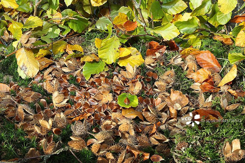 欧洲山毛榉坚果、空壳和彩色树叶，德国巴伐利亚阿尔高图片素材